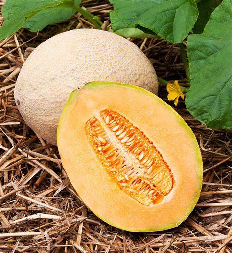 Hale’s Best Jumbo Cantaloupe Seeds 50+ Melon Fruit USA NON-GMO FREE SHIPPING