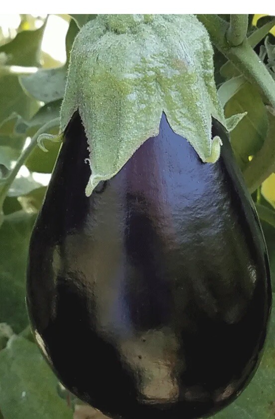 10000+Black Beauty Eggplant Seeds | NON-GMO Eggplant Seeds Heirloom Garden Seeds