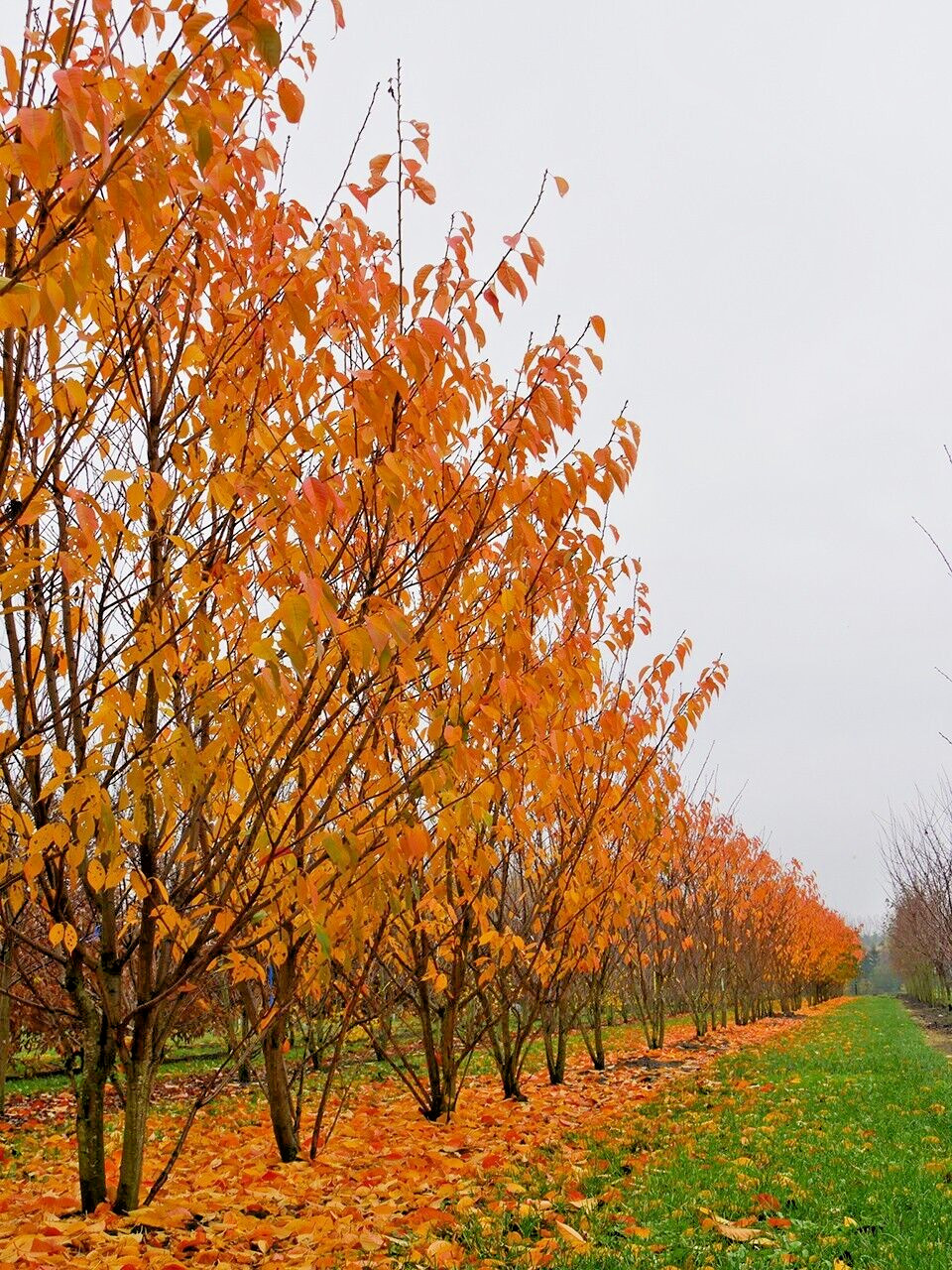 Japanese Cherry Tree | Premium Seeds | Prunus serrulata Spontanea Fall | Plants’