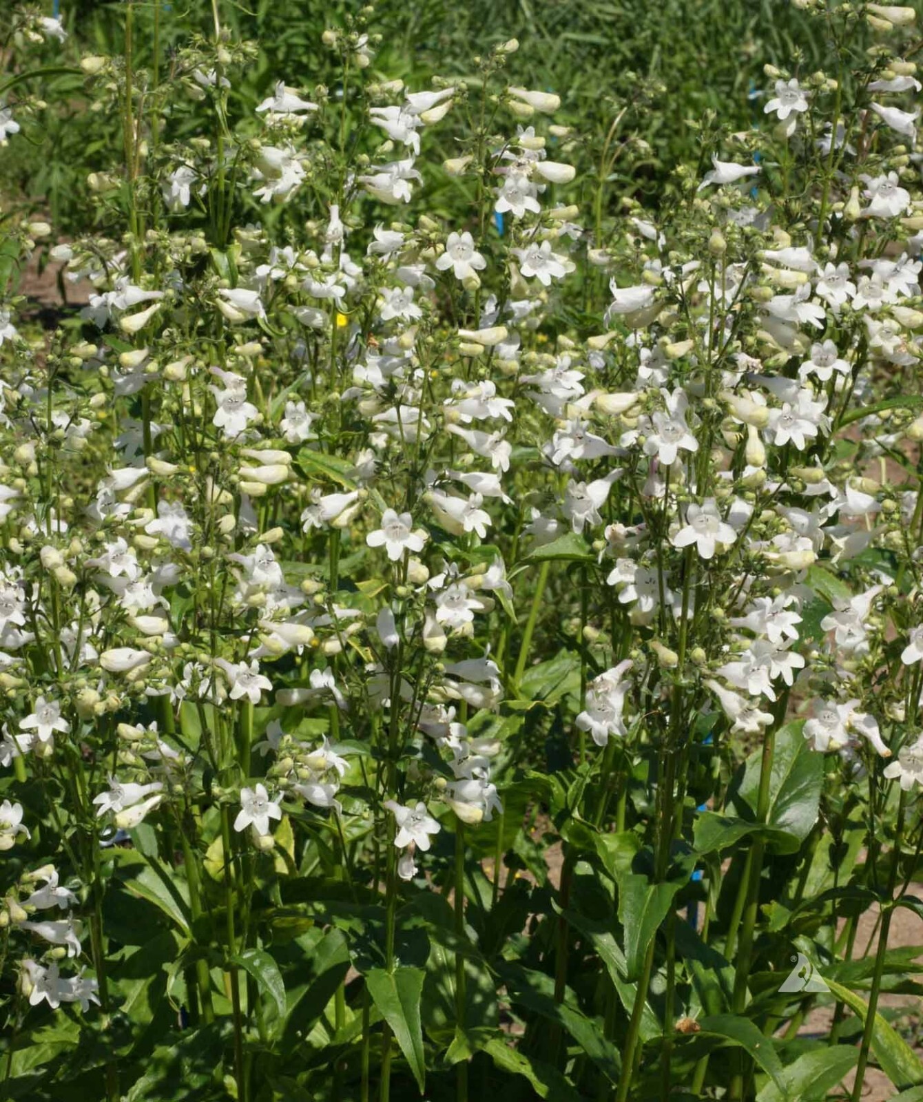 Penstemon SMOOTH WHITE Perennial Foxglove Beardtongue Native Non-GMO 1000 Seeds!