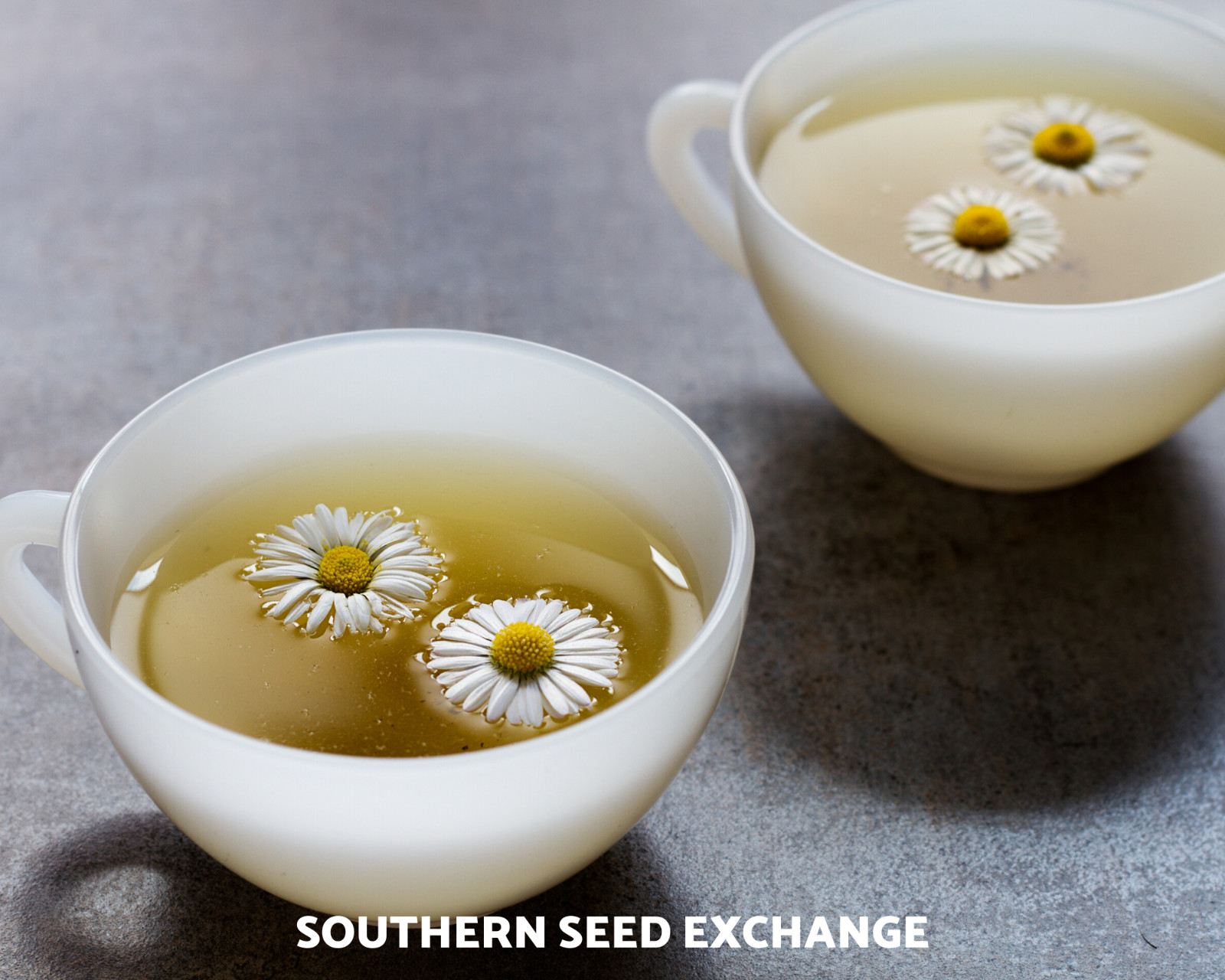 Chamomile, Roman (Anthemis Nobilis) Non-GMO – Medicinal Herb – 300 seeds