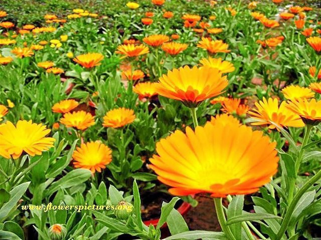 4500+ Seeds 1oz=29g CALENDULA officinalis, ORGANIC, Edible Flowers, Medicinal
