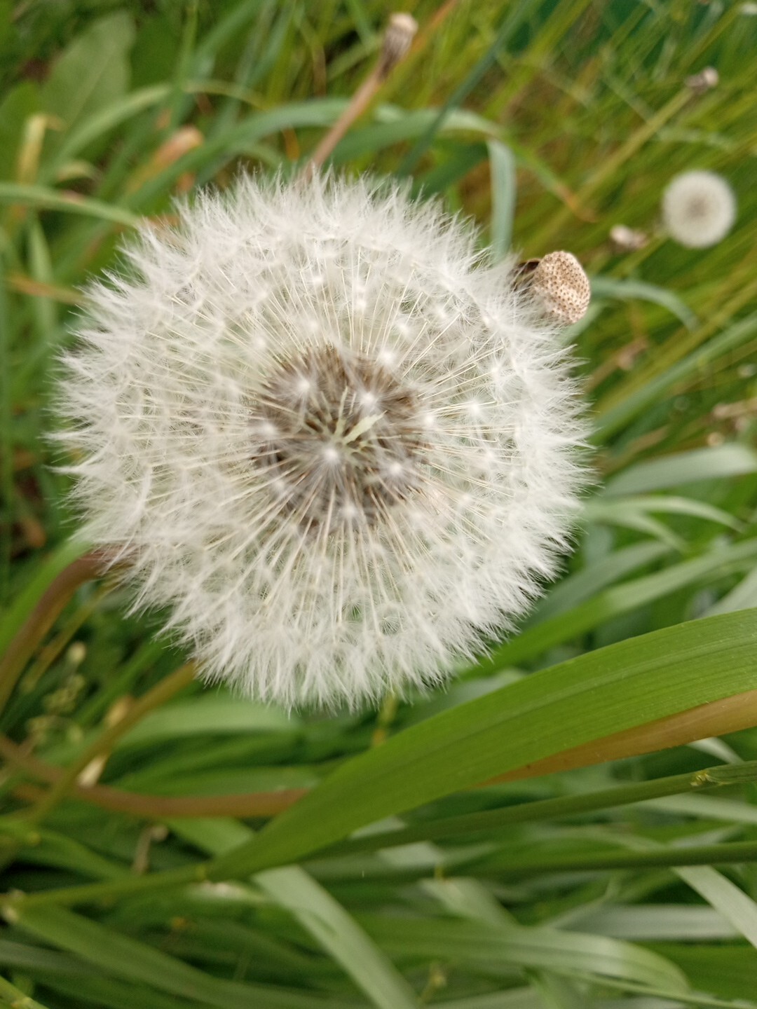 Dandelion seeds approximately 500 seeds Rare Exotic Natural Organic Seed Grow Lg