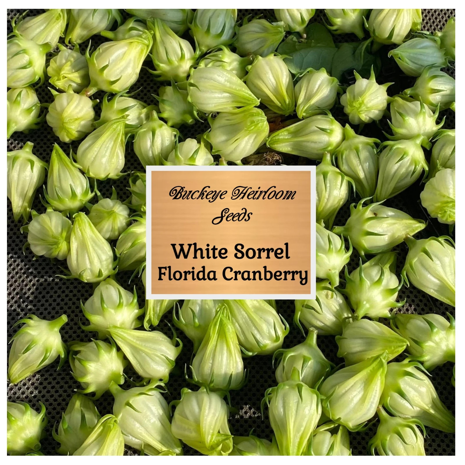 ‘White’ Roselle Seeds | 25 Seeds | Florida Cranberry | Hibiscus sabdariffa Seeds