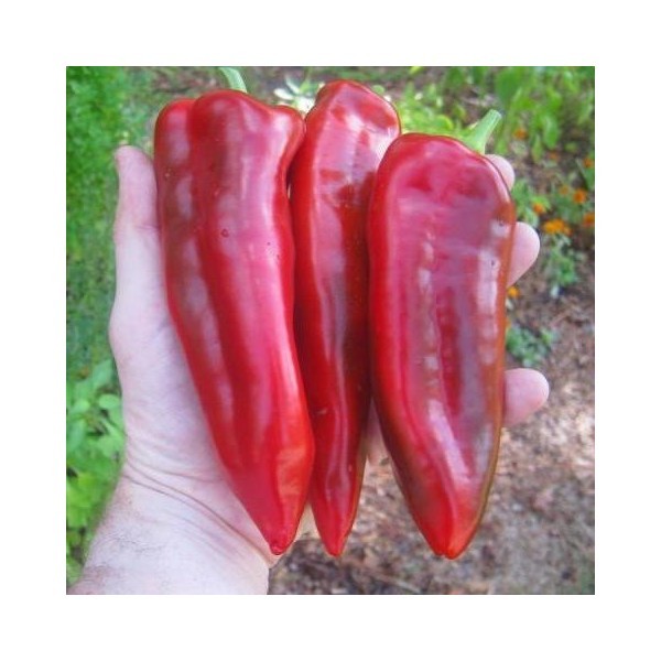 Red Marconi sweet pepper seeds non-gmo Italian heirloom BIG FLAVOR