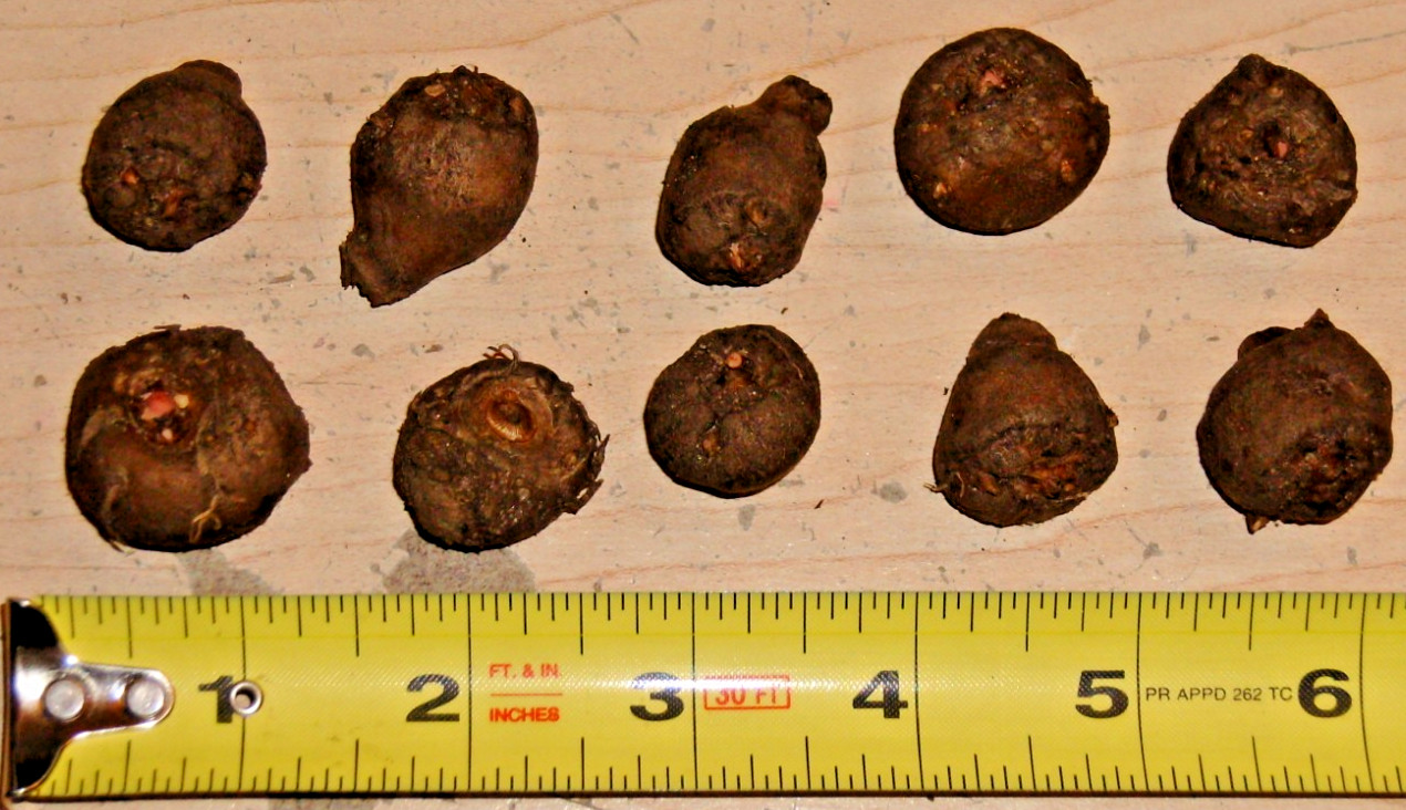 TEN (10) AMORPHOPHALLUS KONJAC “GORDON’S GOLD” BULBILS VOODOO LILY BULB CORM
