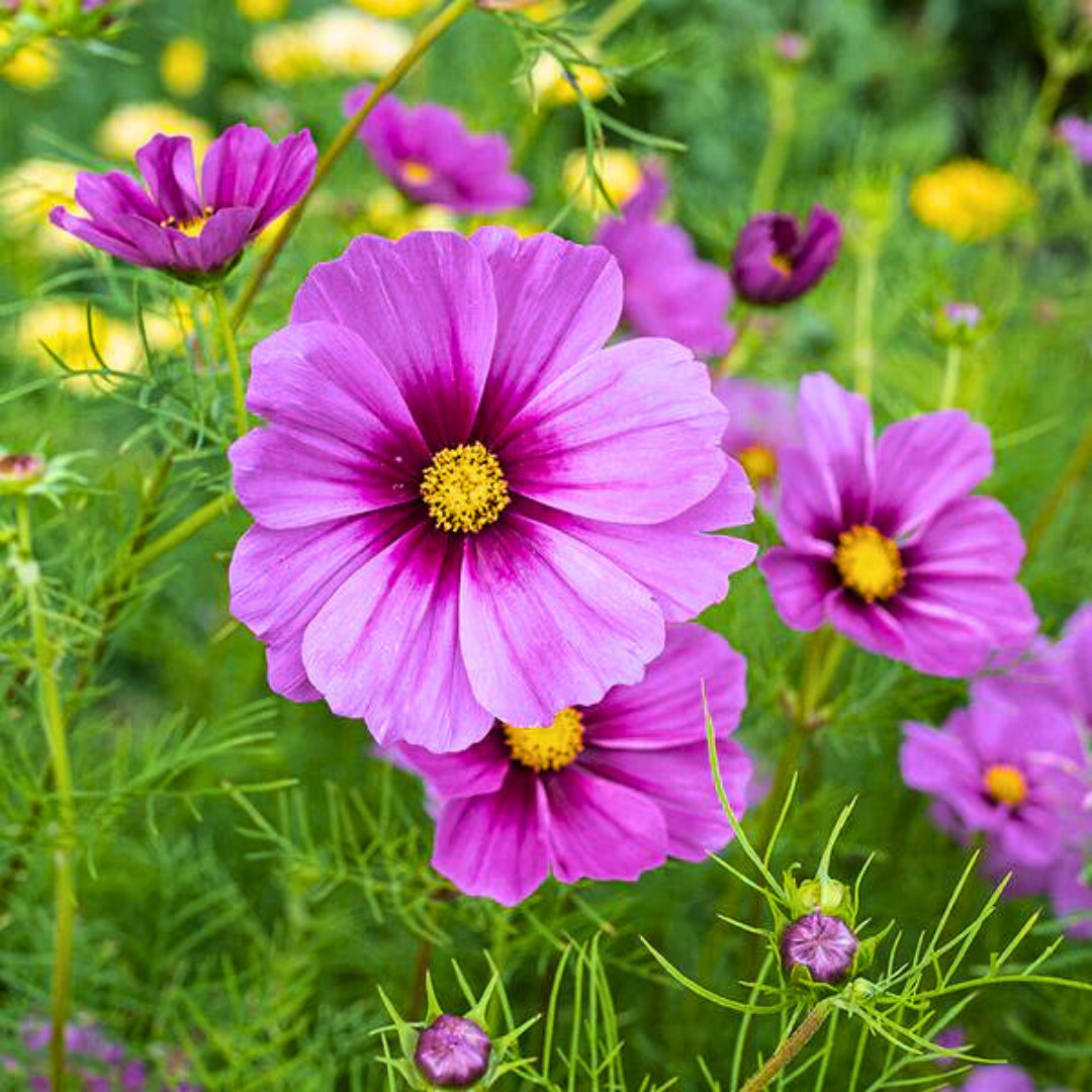 Fresh Beautiful Cosmos Seeds | Radiance | Heirloom Non-GMO | Flower Seeds