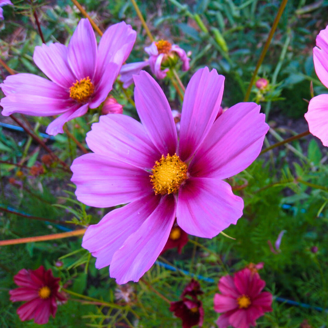 Fresh Beautiful Cosmos Seeds | Radiance | Heirloom Non-GMO | Flower Seeds