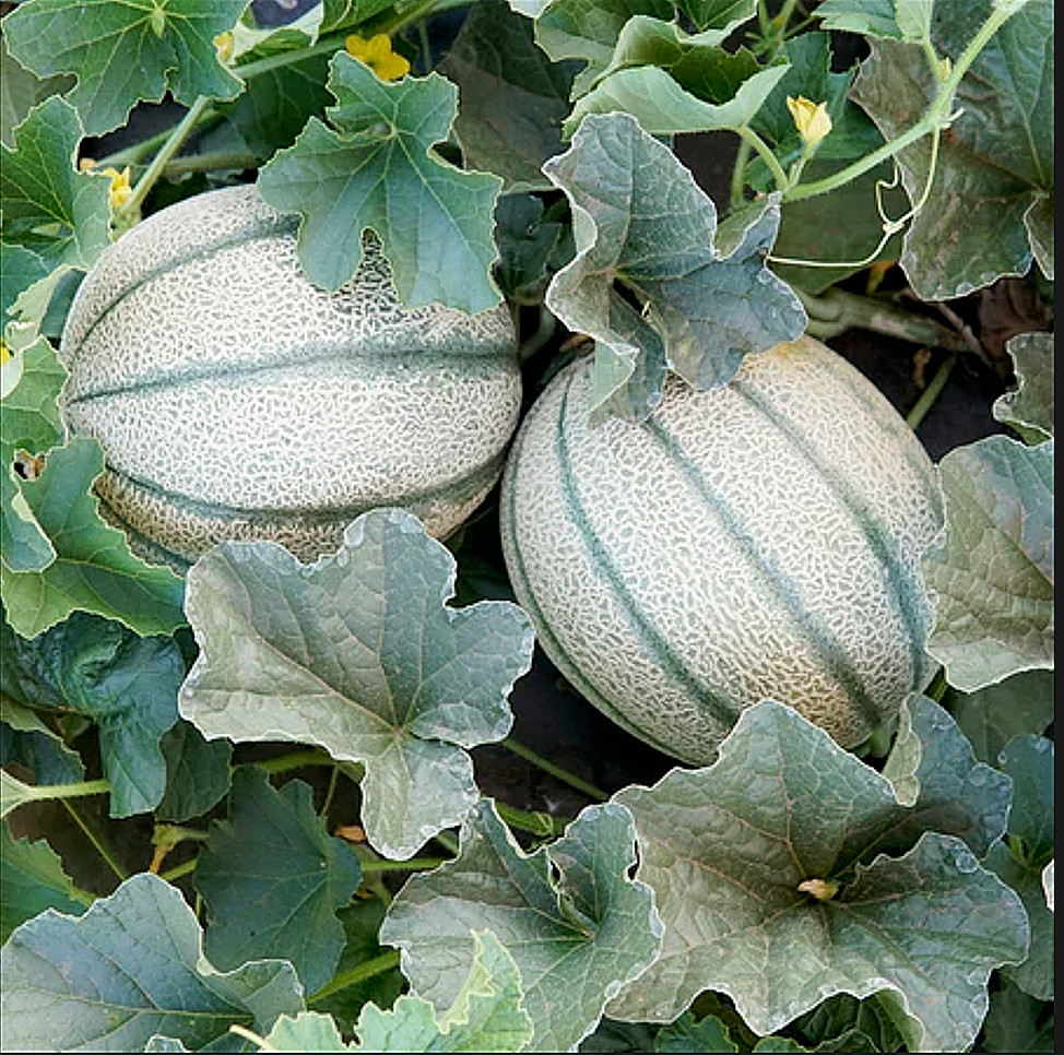50 Super Sweet Tuscan Cantaloupe Seeds – Free Shipping – The Italian Stallion