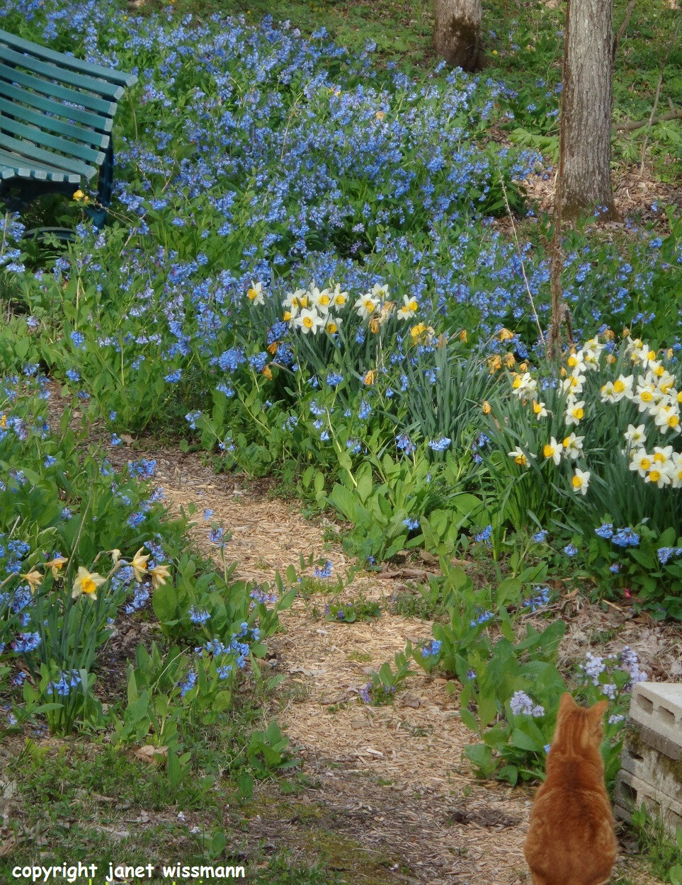 10 bulbs VIRGINIA BLUEBELLS 3YrOld plant root Mertensia virginica wildflowerREAD