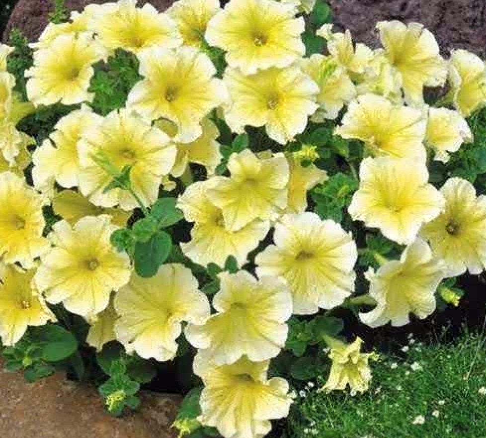 Petunia Prism Sunshine Pelleted Seeds, Attracts Butterflies, FREE SHIPPING
