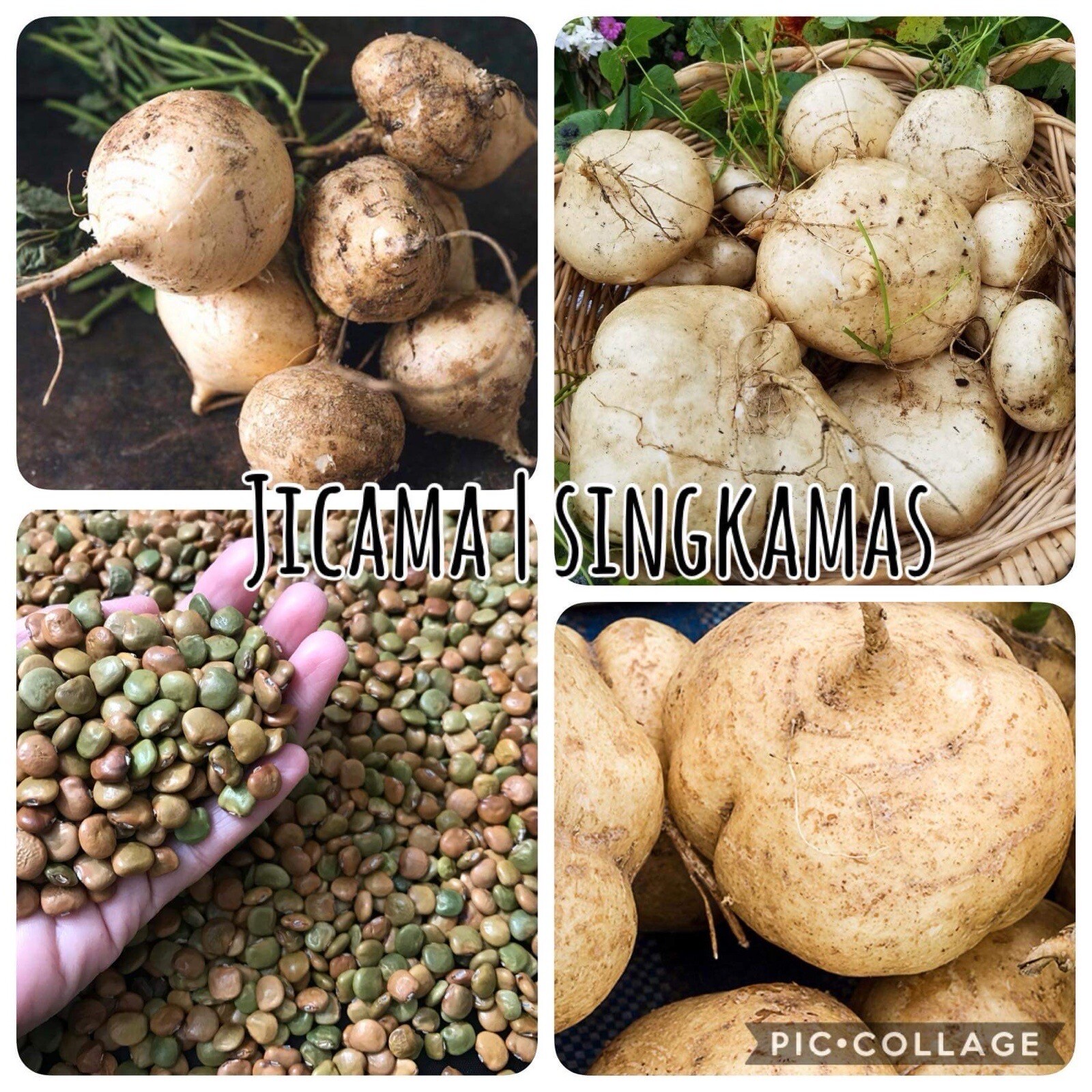 20 Jicama SEEDS | Singkamas | Yam Bean | NON-GMO