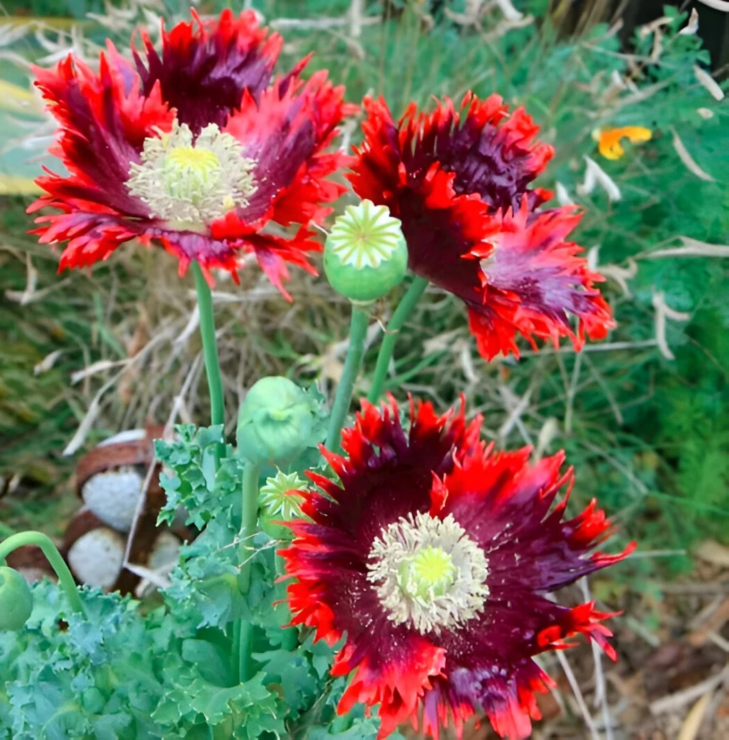 20,000 Drama Queen Poppy Seeds – P. Somniferum – 6.2 Grams – Large Frilly Reds