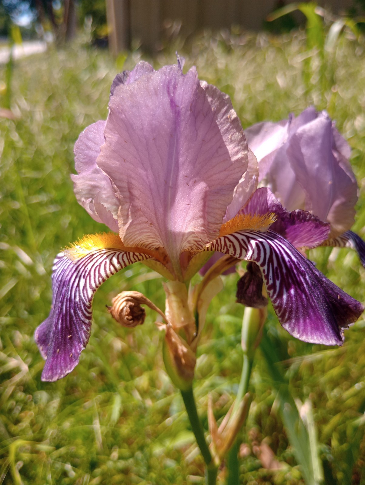 6x MIXED VARIETIES/COLORS BEARDED IRIS Bulbs/Rhizomes FRESH~FREE SHIPPING~