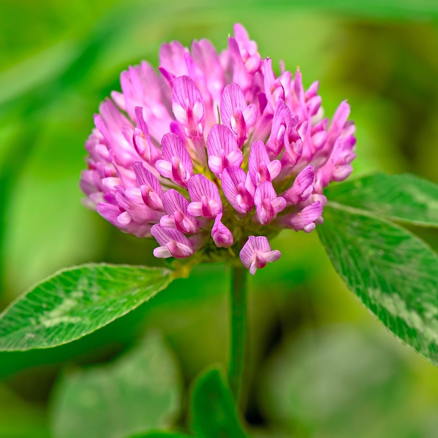 Three-Part Clover Mix for Beauty & Cover – 5lb