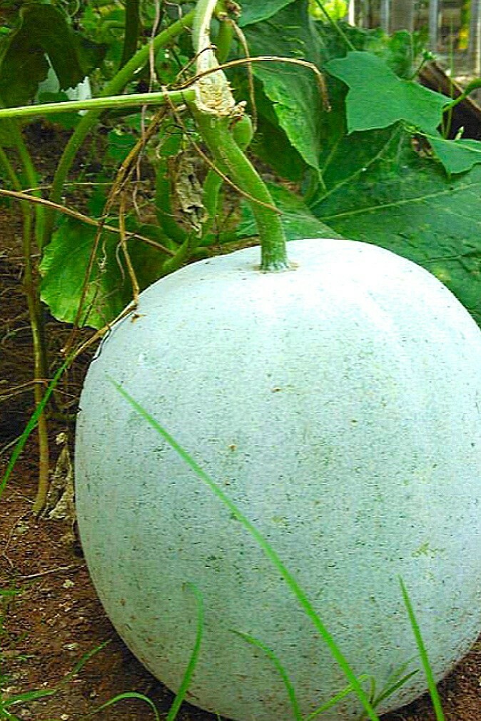 50 Wax Gourd (Winter Melon, Benincasa hispida) Non GMO Seeds, Made In USA