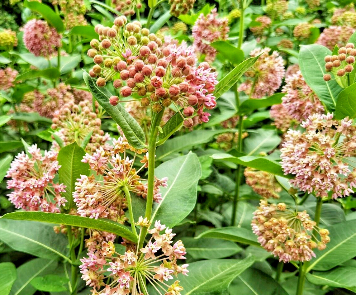 PINK MILKWEED 101 SEEDS, COMMON MILKWEED, ASCLEPIAS SYRIACA, MONARCH BUTTERFLIES