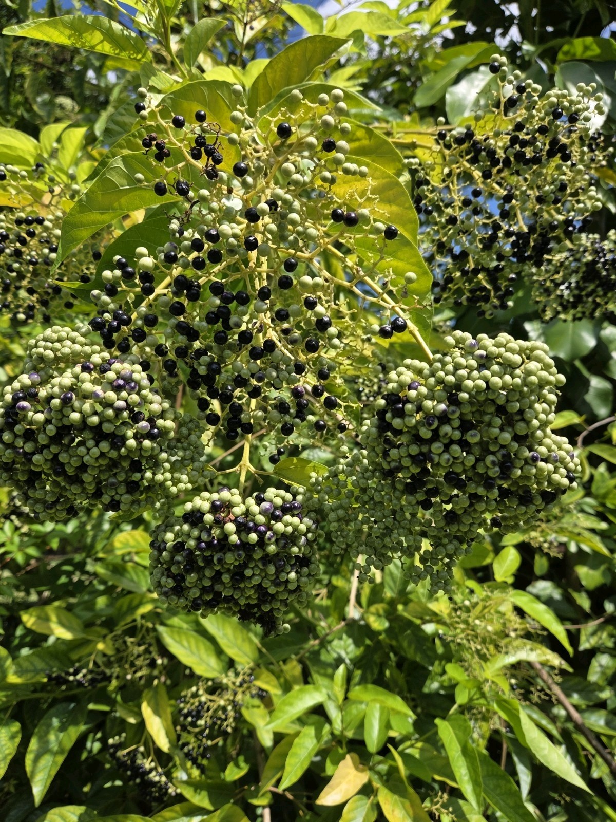 30 seeds of La Cach, cay vong cach,Premna serratifolia L. – harvest Aug-Sept2025