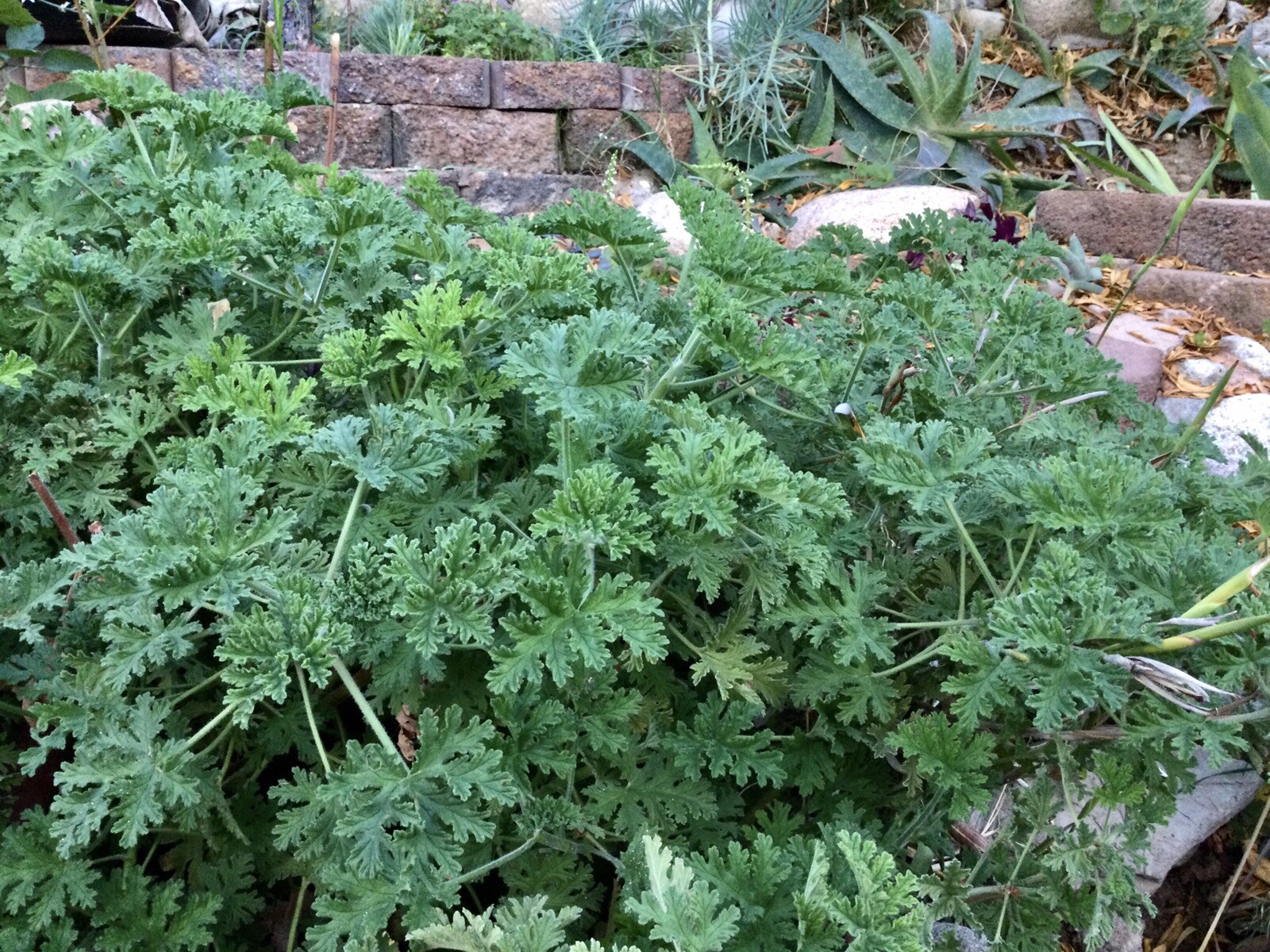 1 CITRONELLA PLANT Live / MOSQUITO REPELLENT plant 1 year old