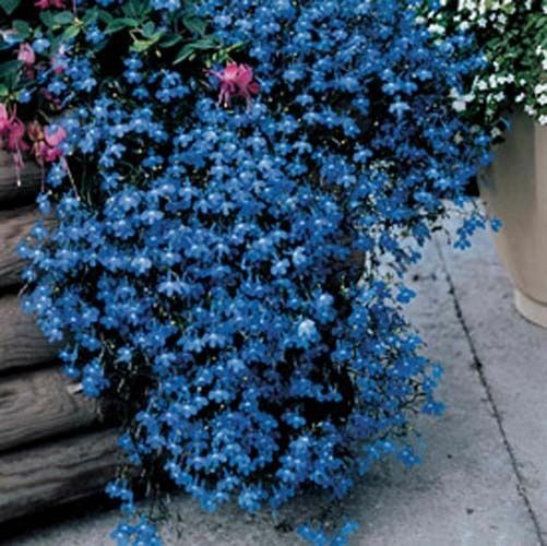 Lobelia Fountain Blue Nice Garden Flower By Seed Kingdom 400 Seeds