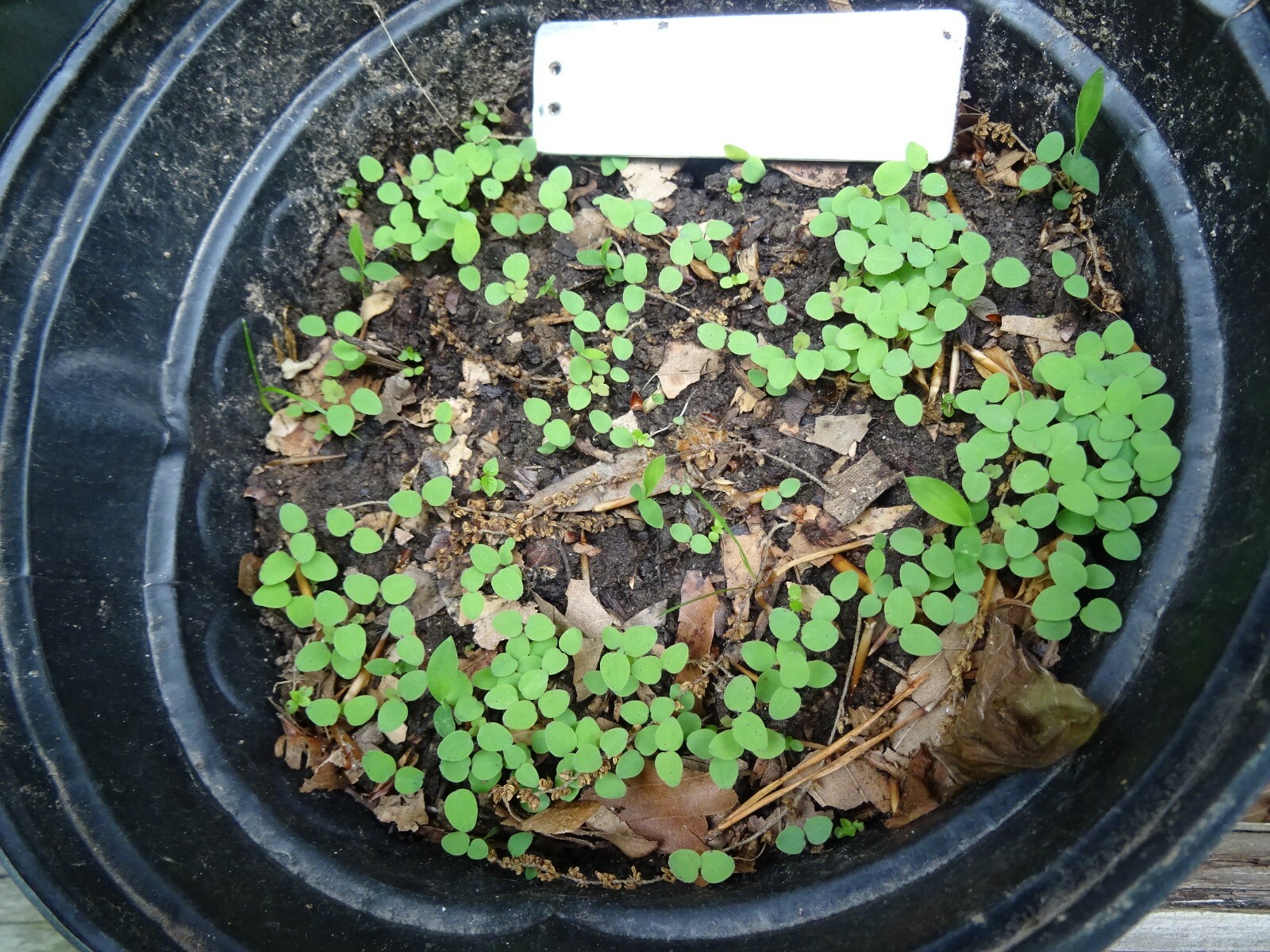 Eastern Red Columbine Aquilegia canadensis Native Perennial 50 seeds Hummingbird