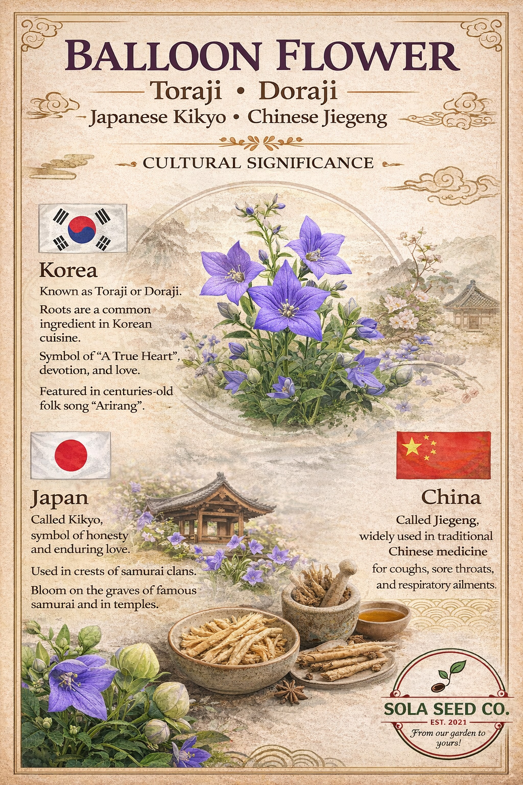 100 Balloon Flower Seeds, Platycodon grandiflorus, Chinese bellflower