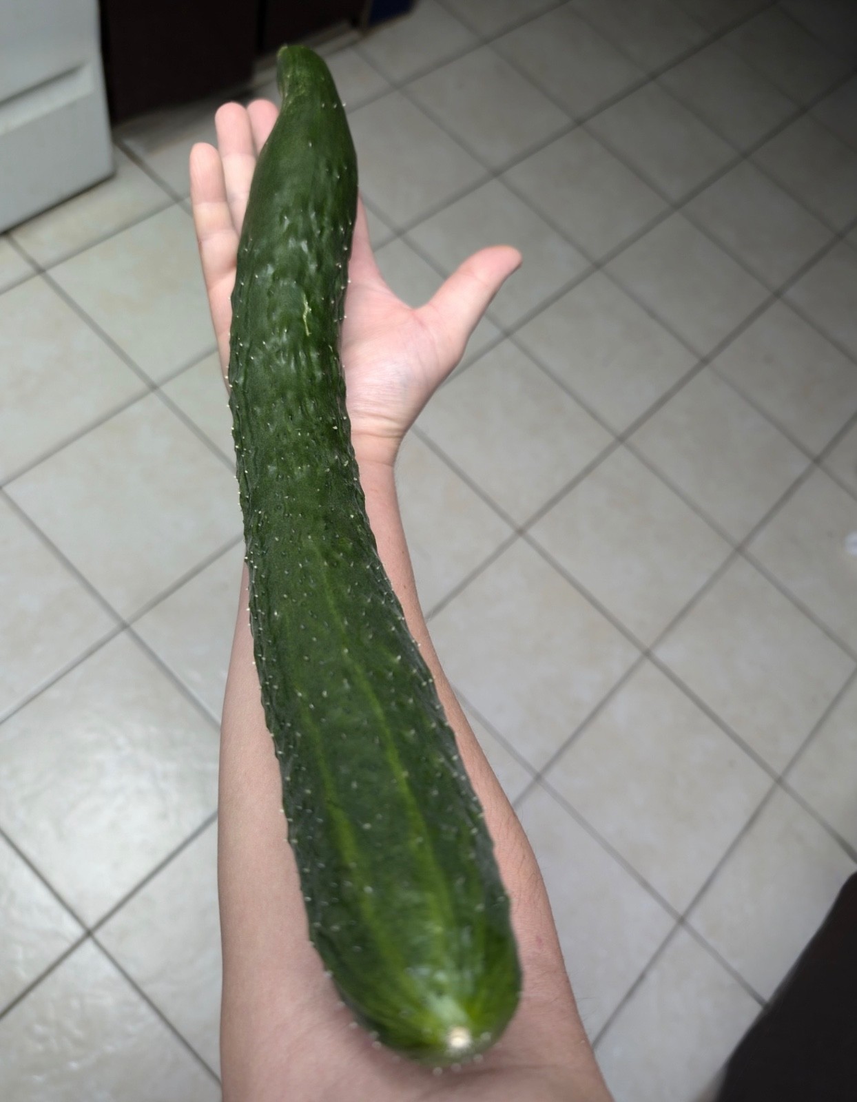 20 Fresh China Jade Burpless Cucumber Seeds, Parthenocarpic, Disease Resistance