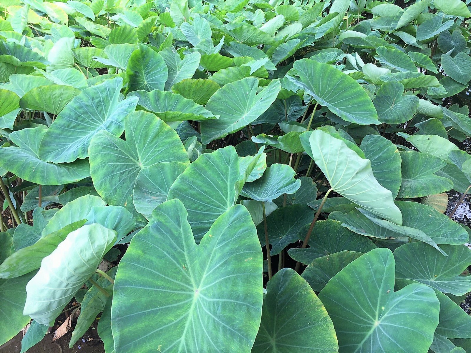 10 Hawaiian Kalo BULBS Elephant Ear Taro Colocasia LIVE BULBS Elephant Ear Leaf