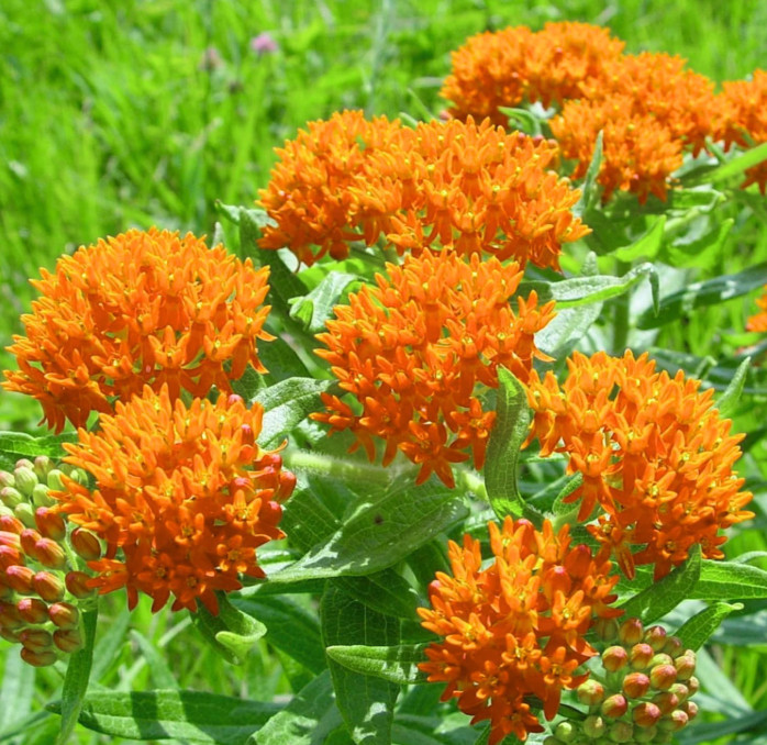 Milkweed Mix Live Plants – 2-5″ Tall – Pollinator Plants for Monarch Butterfly