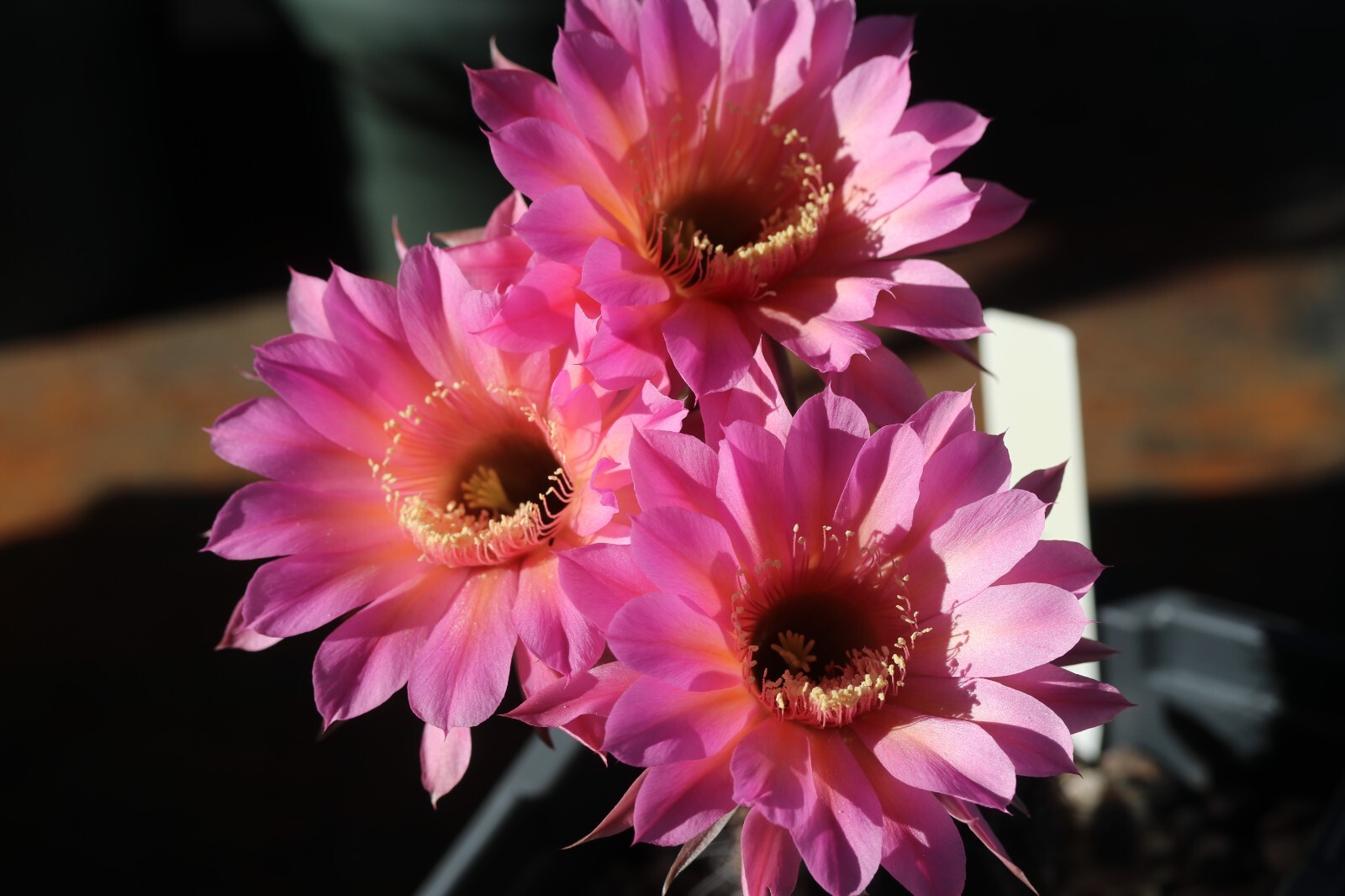 Echinopsis hybrid ‘Rouge Madness’