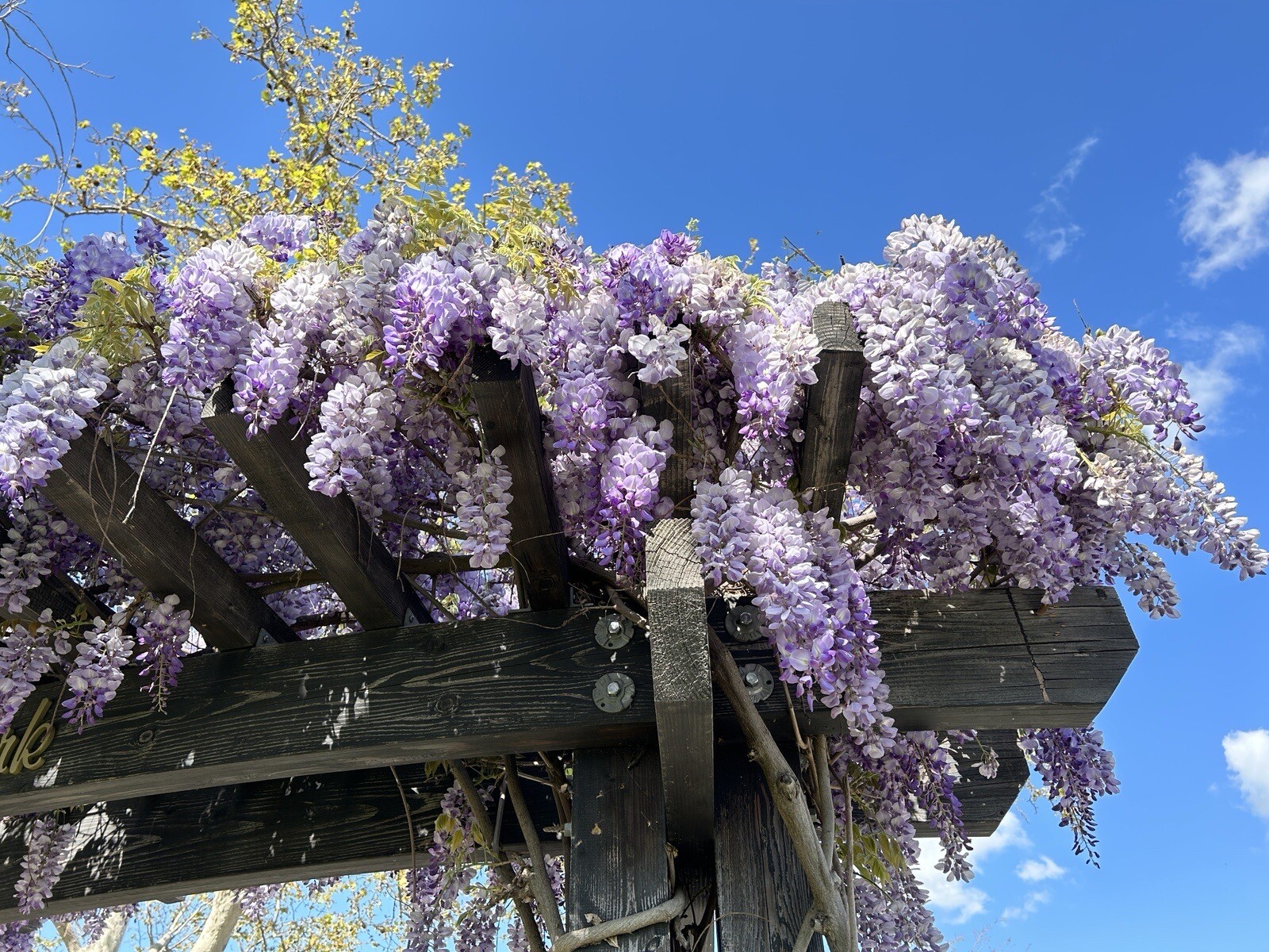 20 Dark Purple Chinese Wisteria Seeds Vine Climbing Flower Perennial Seed
