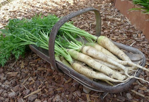 Carrot Seeds COMBO Atomic Red Core Chantentay Purple Dragon Solar Yellow Nantes