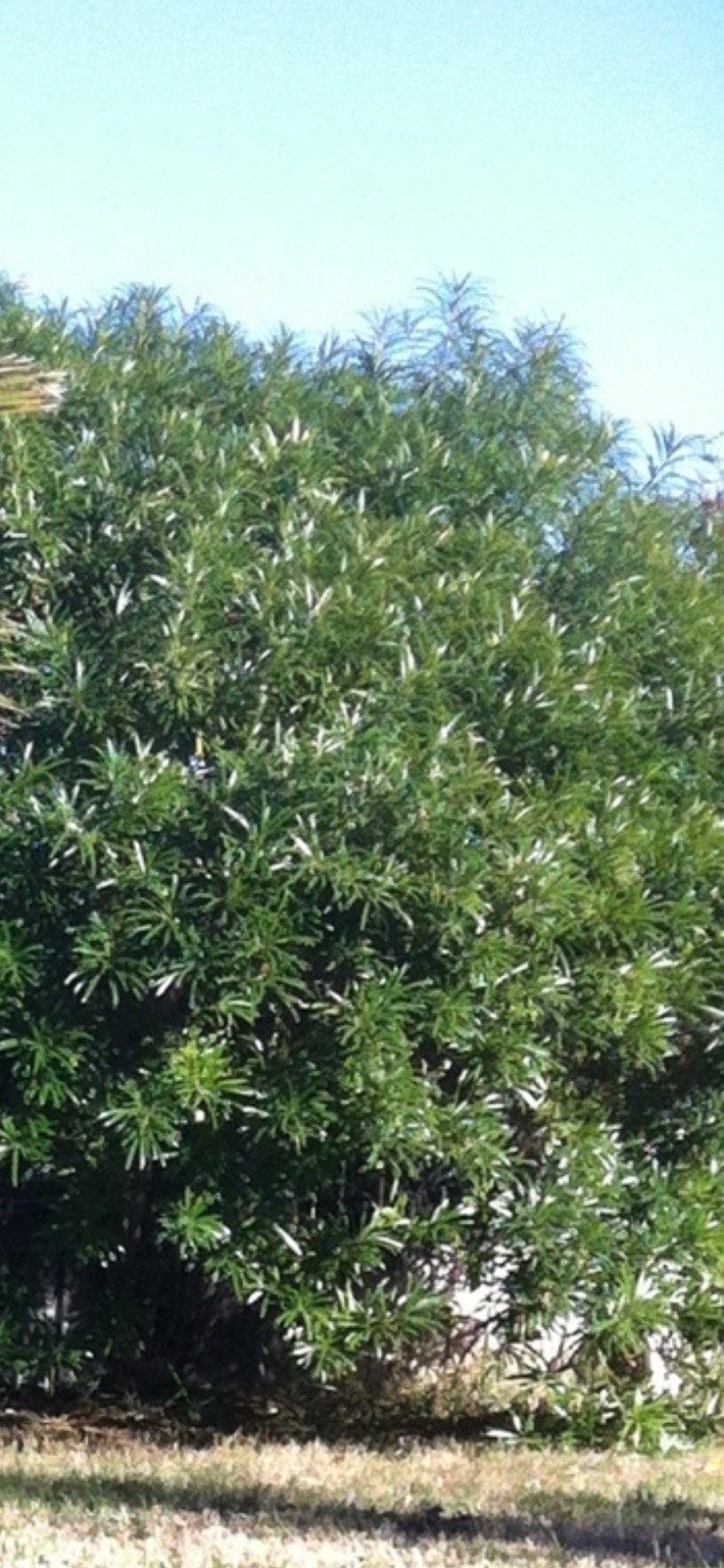 5x seeds – Lucky Nut, Yellow Oleander, Cascabela thevetia