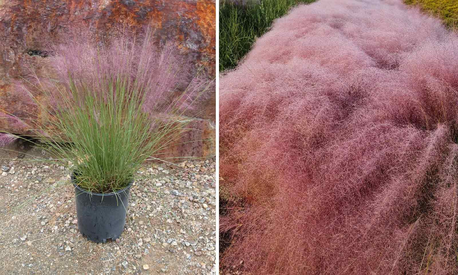 Pink Muhly Grass Muhlenbergia Capillaris 10 Seeds Free Shipping!