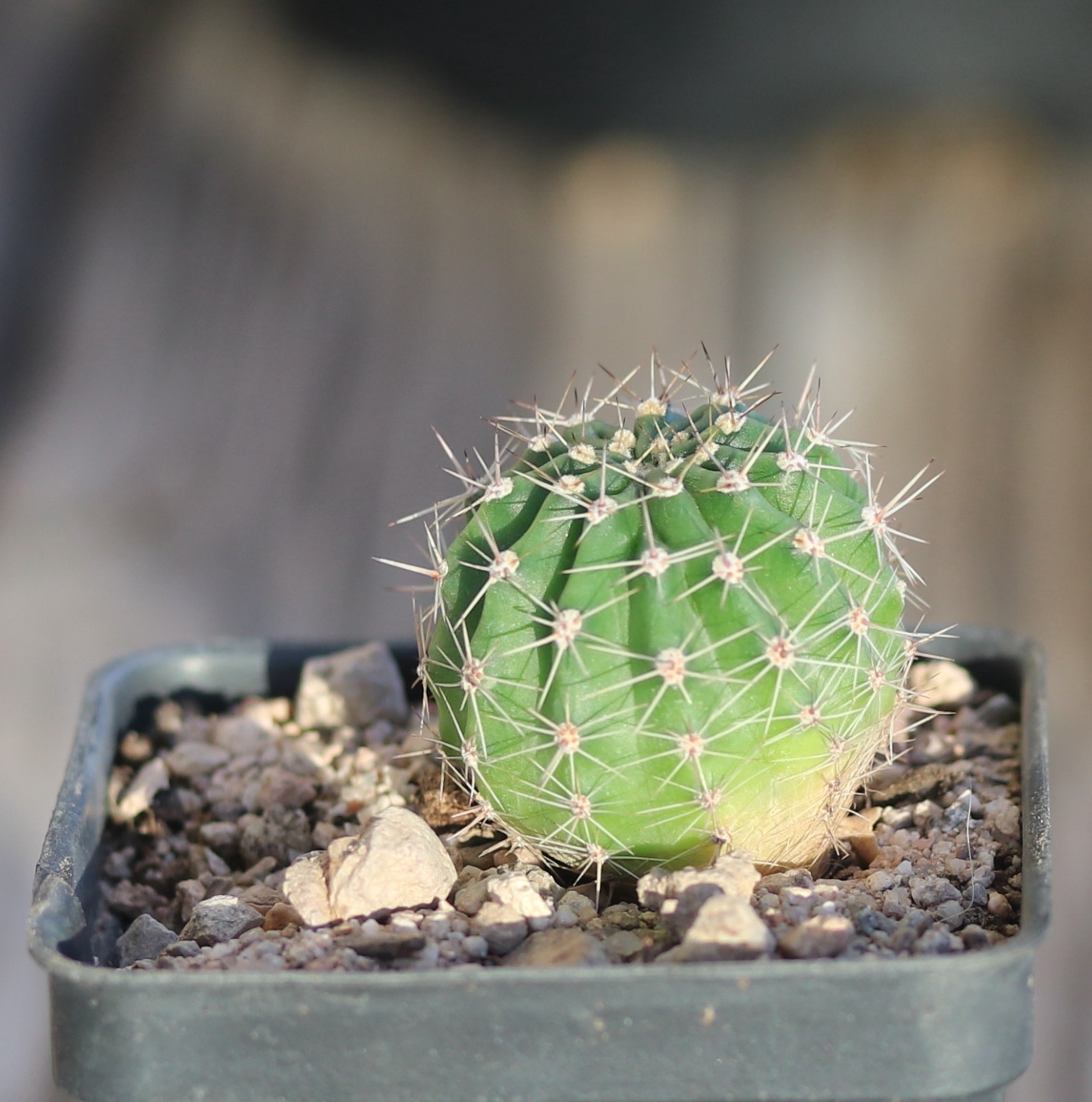 Echinopsis hybrid ‘Desdemona’