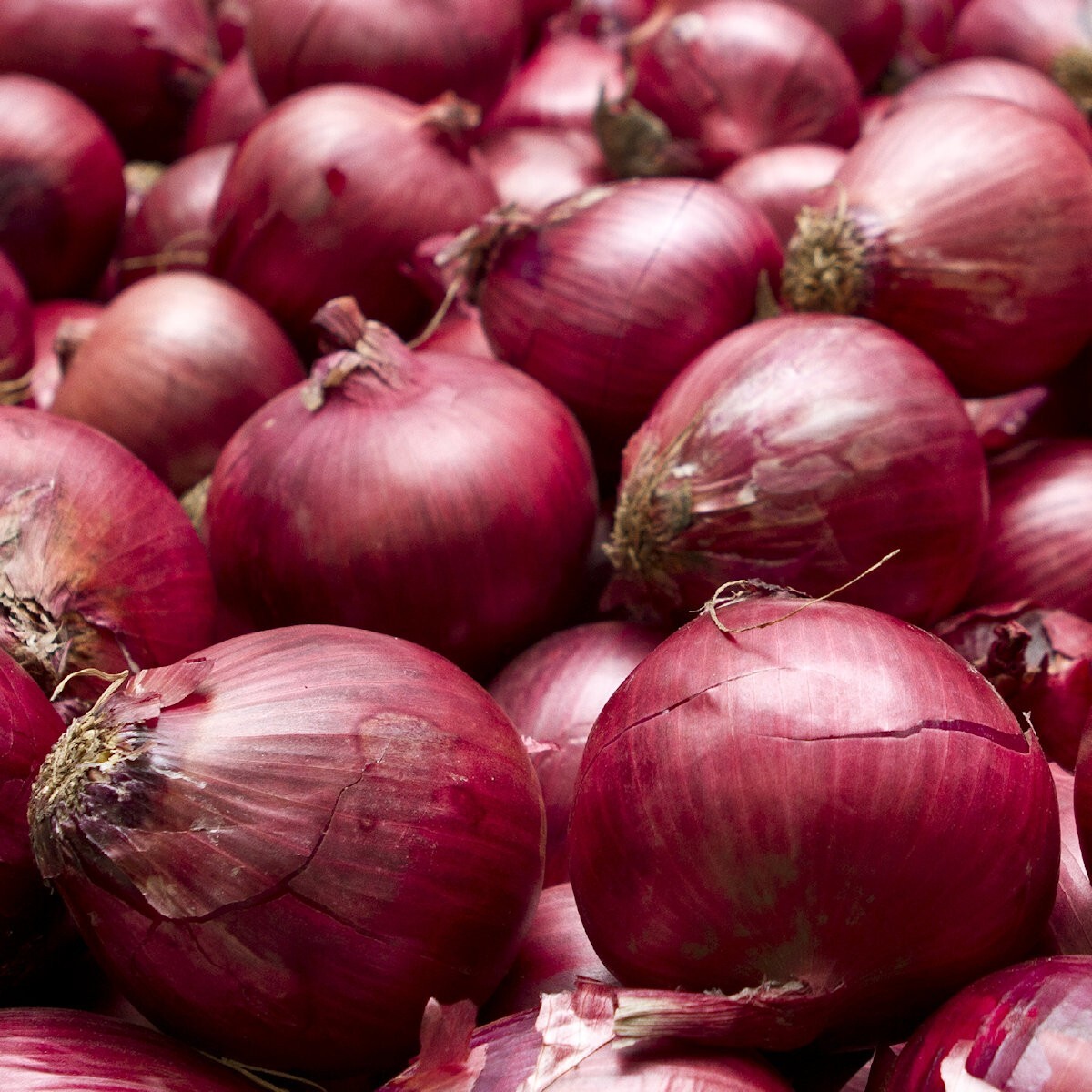 1/4 Lb Red Burgundy Onion Seeds – Everwilde Farms Mylar Seed Packet