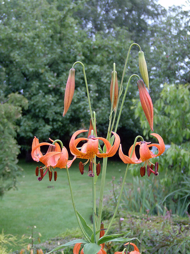 Lilium michiganense | Turk’s Cap Lily | Michigan Lily | 10 Seeds