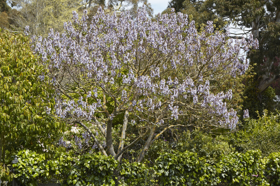 100+ Royal Empress Tree Seeds (Paulownia tomentosa) Purple Flowers, Fast Growing