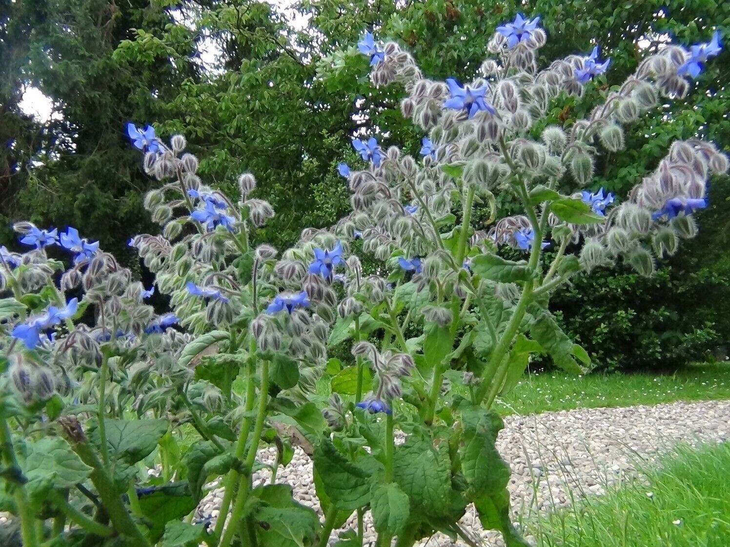 100+ Borage Herb Seeds —————— Pest Repellent — Heirloom — NON GMO