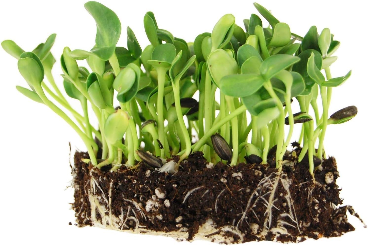 Nutritious Black Oil Sunflower Seeds for Microgreens – 128K Count per 5 Lbs