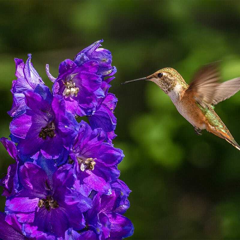 Landscaper’s Pack BUTTERFLY & HUMMINGBIRD Mix Pollinator Garden 5000+ Seeds!