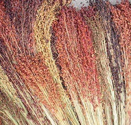 Multi-Colored Broom Corn Seeds – High yields of Beautiful Straw Very Beautiful