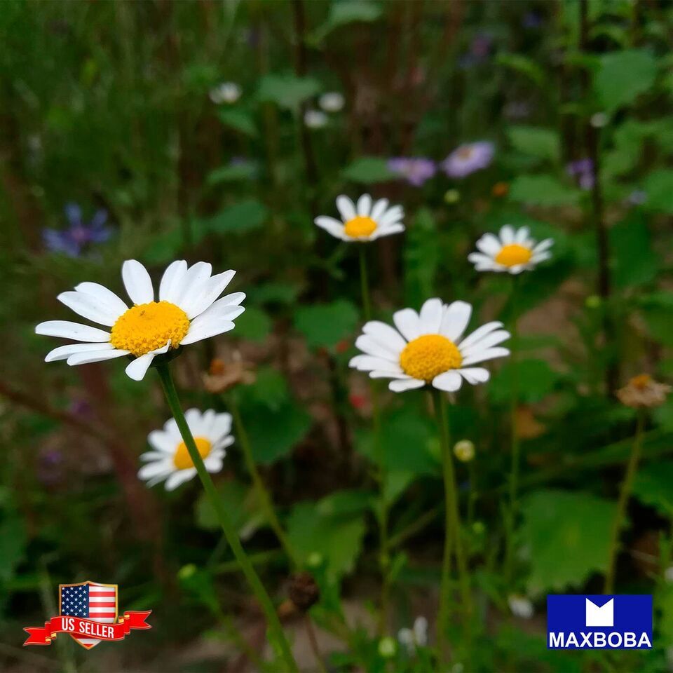 Feverfew Seeds Tanacetum parthenium Non-GMO Garden Herb Fresh