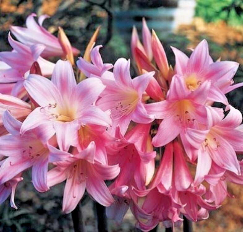 1 XLarge Amaryllis Belladonna Lily Pink Naked Ladies Plant Bulb Fall Blooms