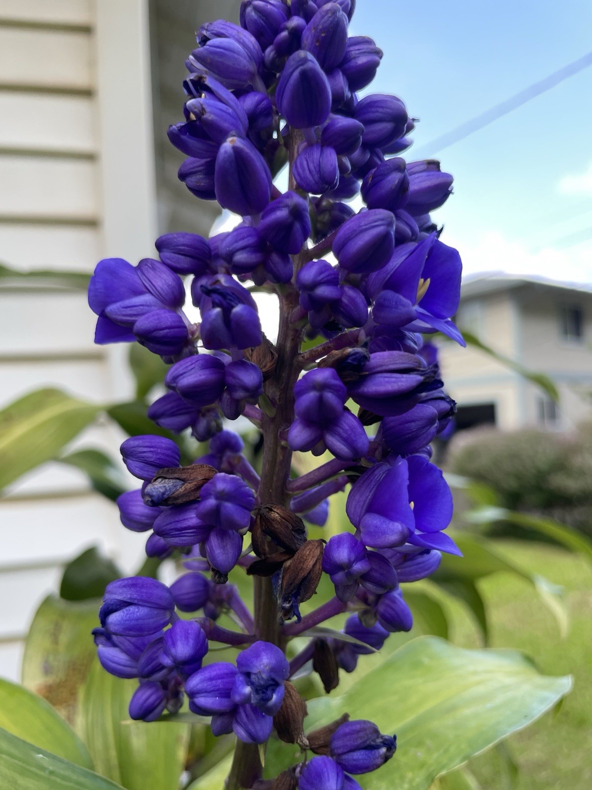 3 BLUE GINGER RHIZOME HAWAII GROWN Dichorisandra Thyrsiflora Root Triple Large