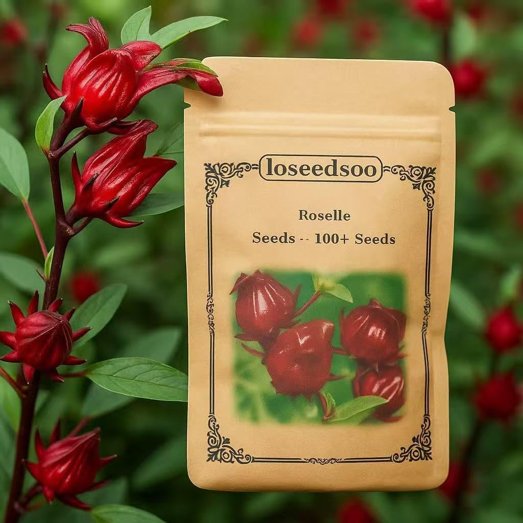 100+ Roselle Seeds for Planting – Hibiscus Sabdariffa Seeds, Roselle Hibiscus Fl
