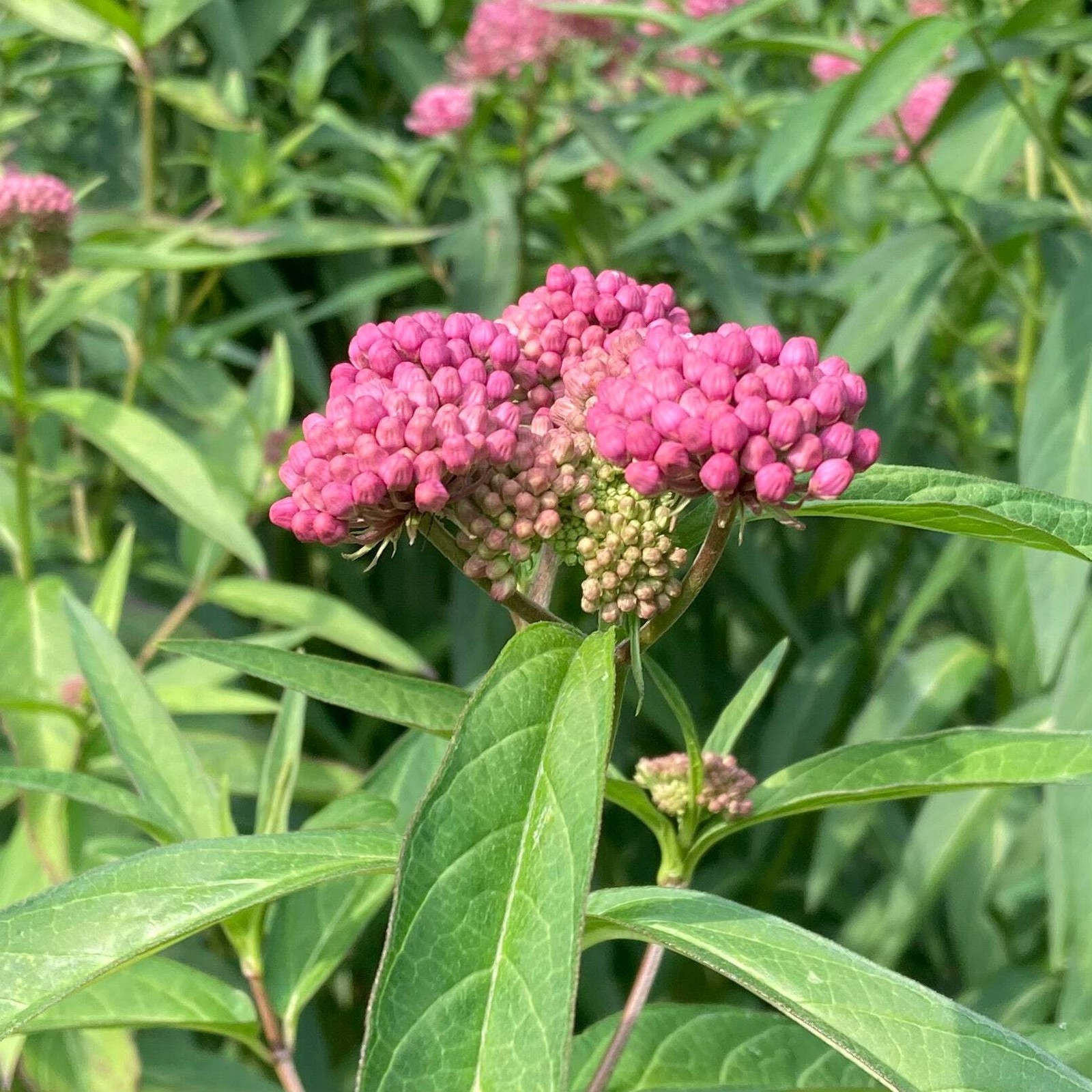 Rose Milkweed Seeds (Asclepias incarnata) ~Native Wildflower Pollinator Garden
