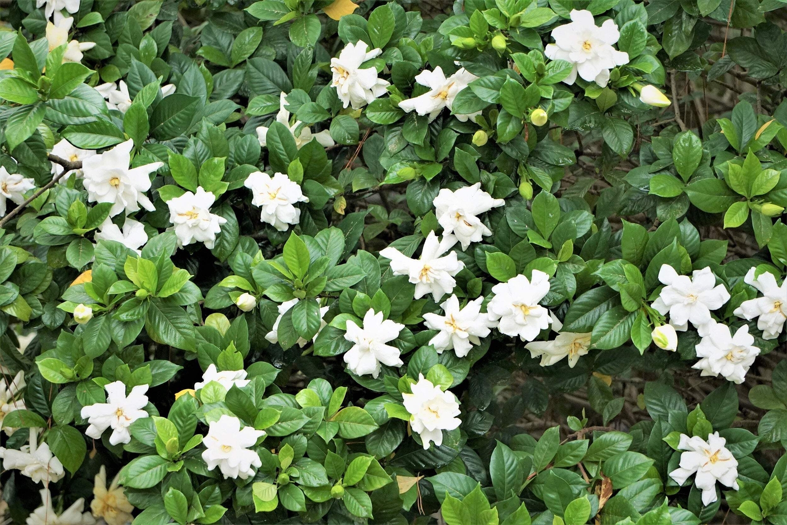 50 GARDENIA / CAPE JASMINE Jasminiodes Fragrant White Shrub Flower Seeds *FlatSH