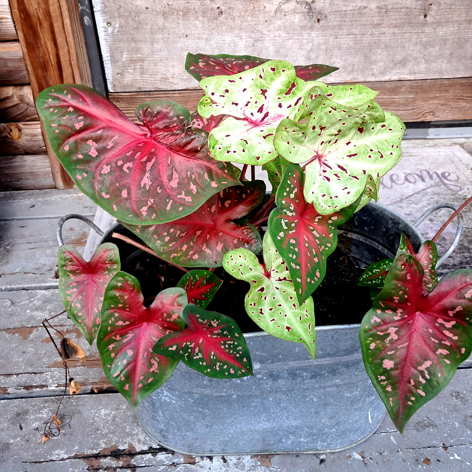 Caladium Bulbs for Planting , Mix 24 Bulbs Multi Colors from Florida