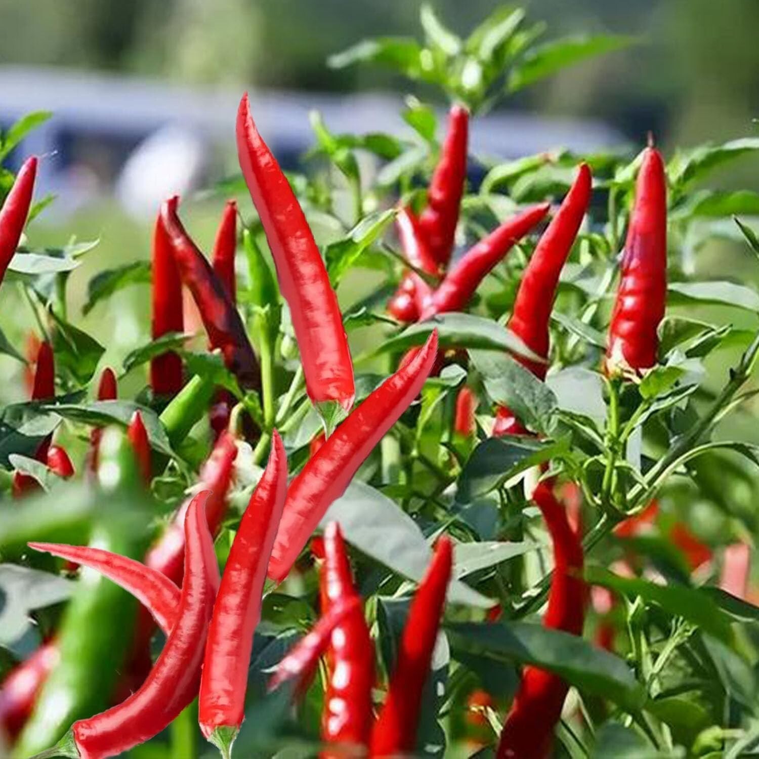 THAI HOT PEPPER Bird CHILI SEEDS 50+ VERY FRESH Non-GMO Capsicum frutescens FAST